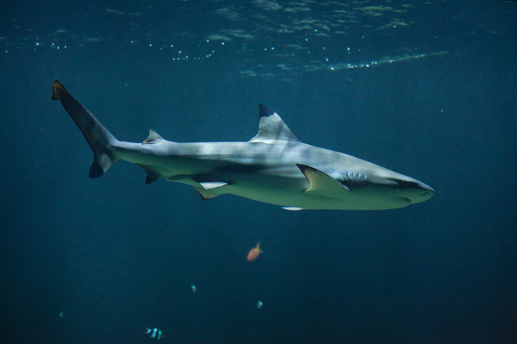 clear image of Blacktip reef shark under water