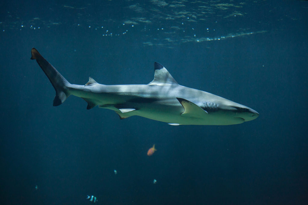 Are There Sharks in Destin, Florida? What You Need to Know