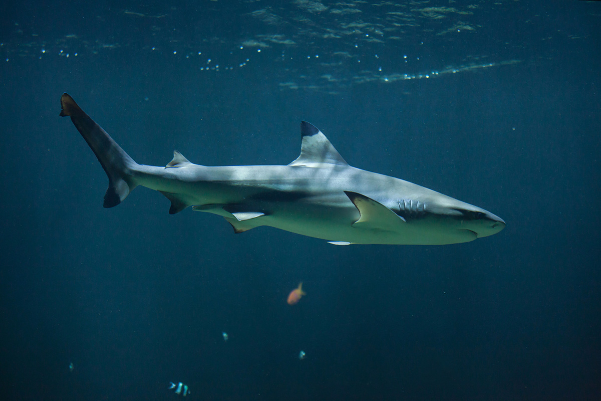 Черноперая рифовая акула