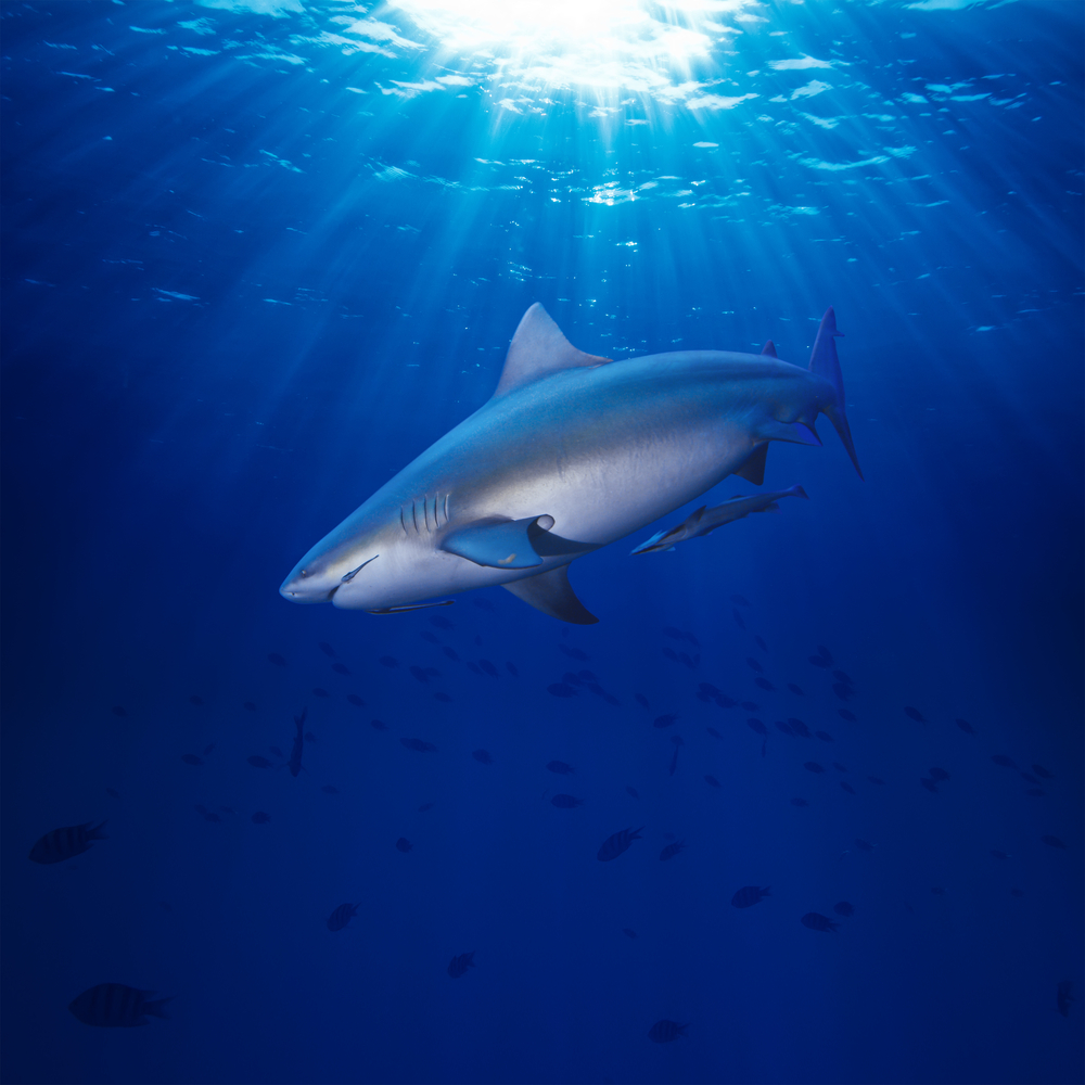 clear image of dangerous bull-shark underwater as fish swim behind in the abyss 