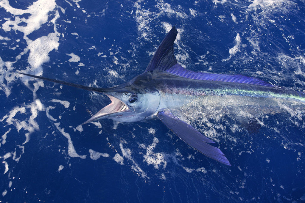 an Atlantic White Marlin in the water