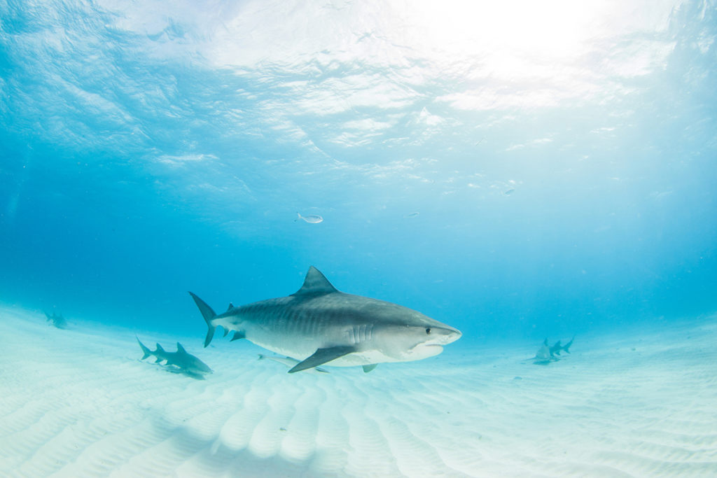 clear image of Tiger shark in bright blue underwater scene