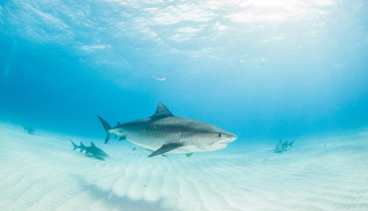 are-there-sharks-in-destin-florida-what-you-need-to-know