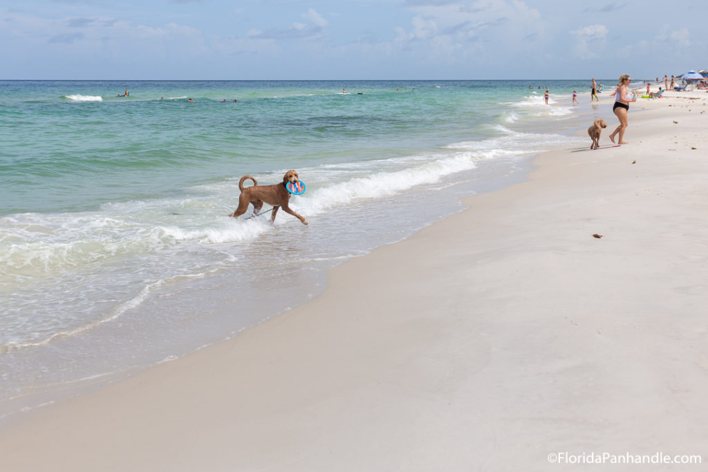 a brown medium sized dog fetching a blue colorful disc toy from the water