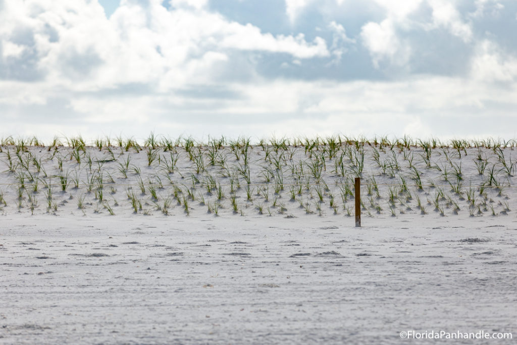 sandy beach hills with sprouts of grass 