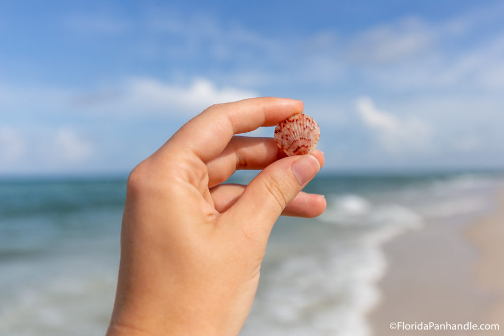 a hand holding up a small seashell with red specs 