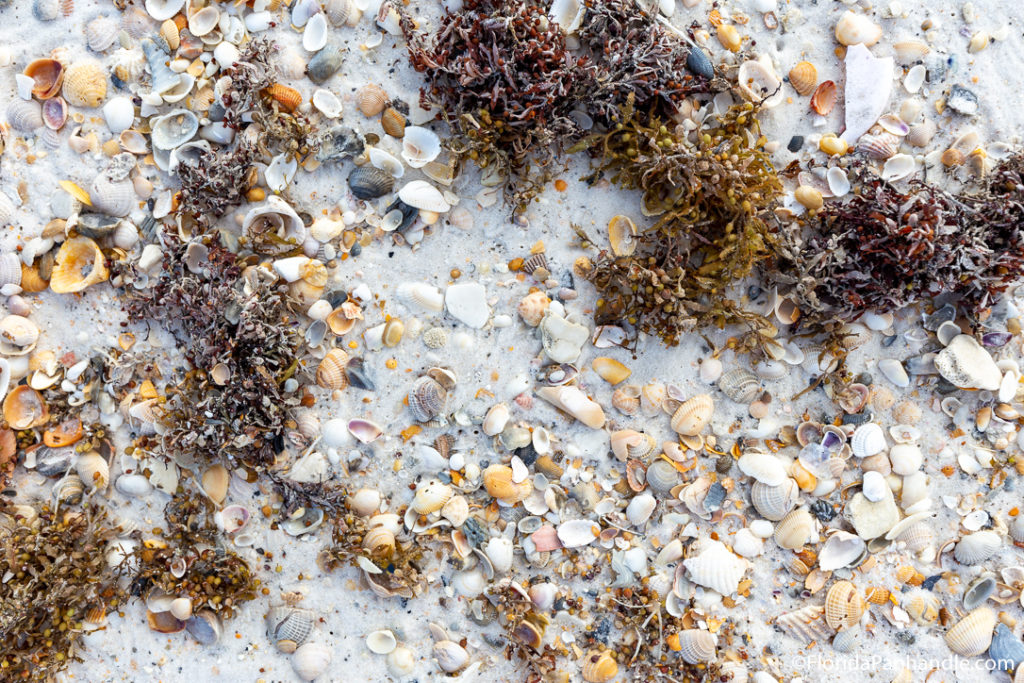 tons of shells and seaweed on the sand