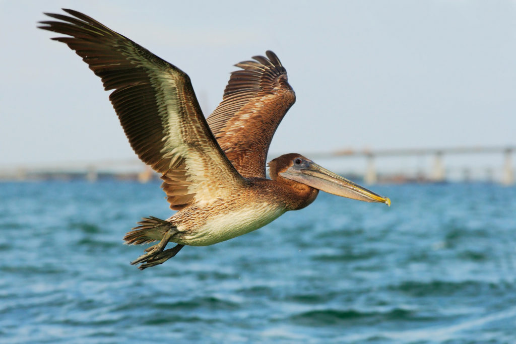 a brown pelican flying over the water