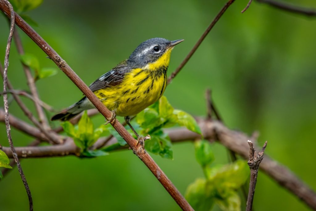 a magnolia warbler bird with a yellow belly sitting on a branch 