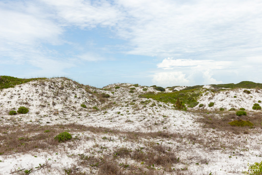 sandy and grassy area on the beach