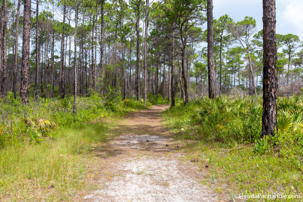 Preservation park with tropical trees all around and PCB hiking trail in the middle