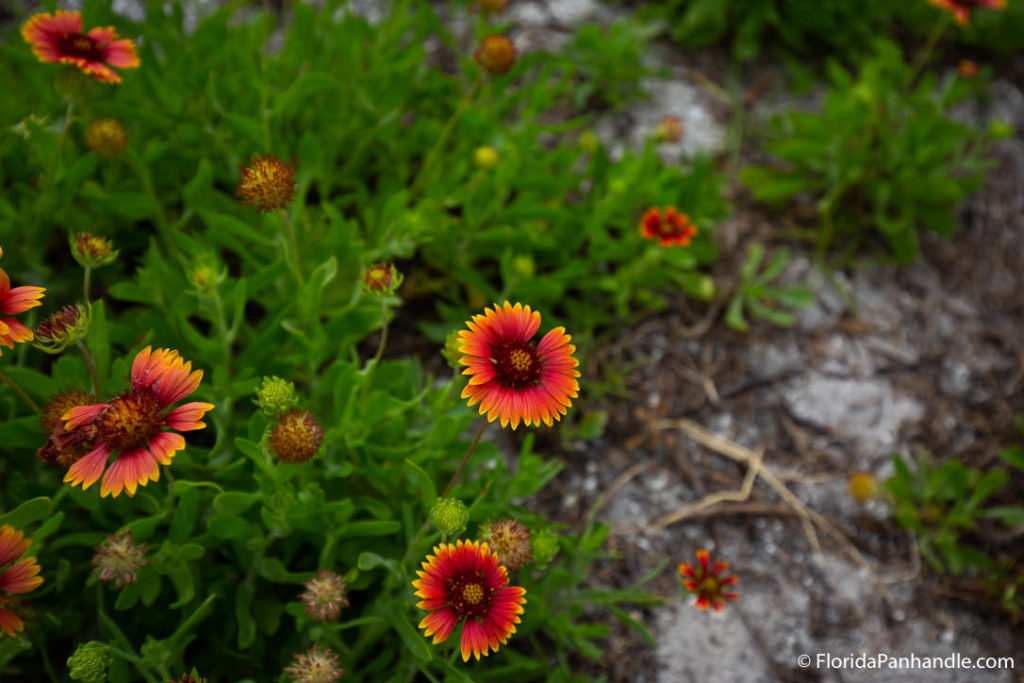 field of grassy orange and yellow wildflowers at the beach