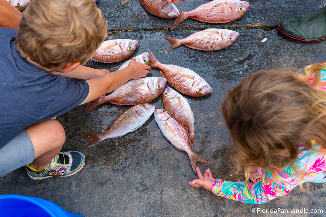 Panama City Beach Things To Do - Miss Kelley Fishing Charters - Original Photo