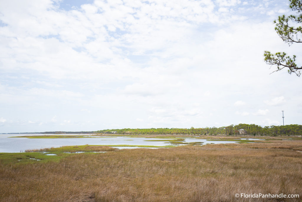 a large area of swampy water