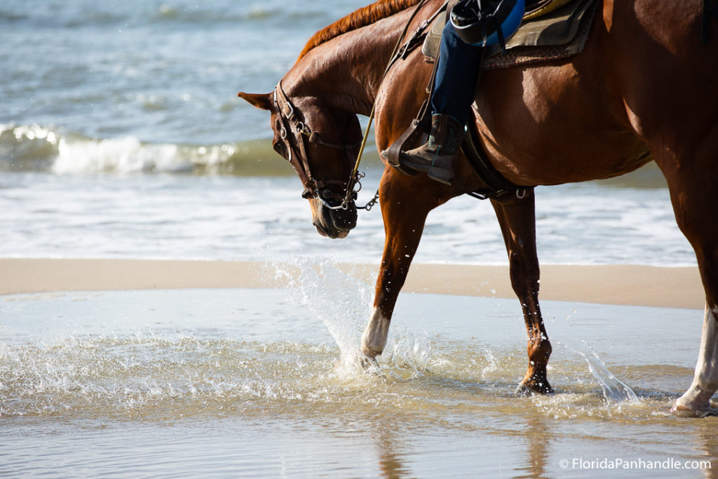 up close view of a brown horse walking and splashing in the water at the beach