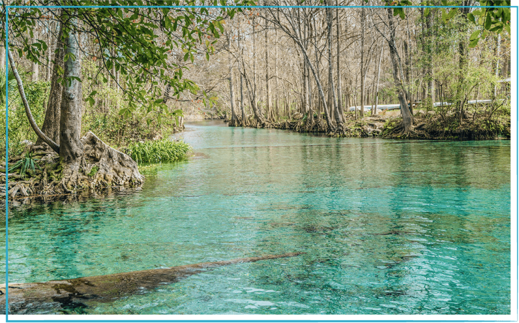 freshwater spring with beautiful clear blue waters surrounded by mangroves at Weeki Wachee Springs Florida