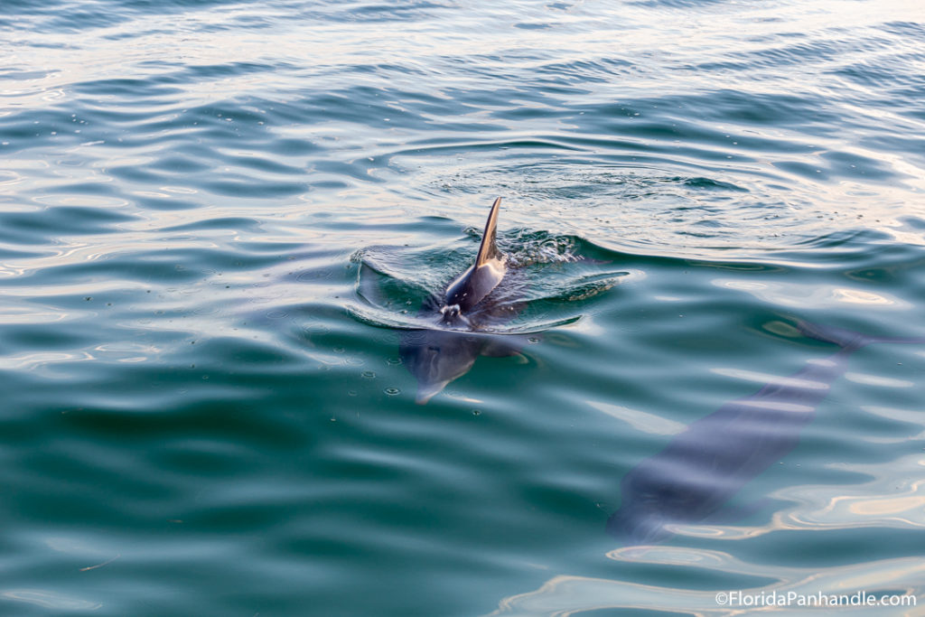 two dolphins swimming together at Panama City Beach in Florida