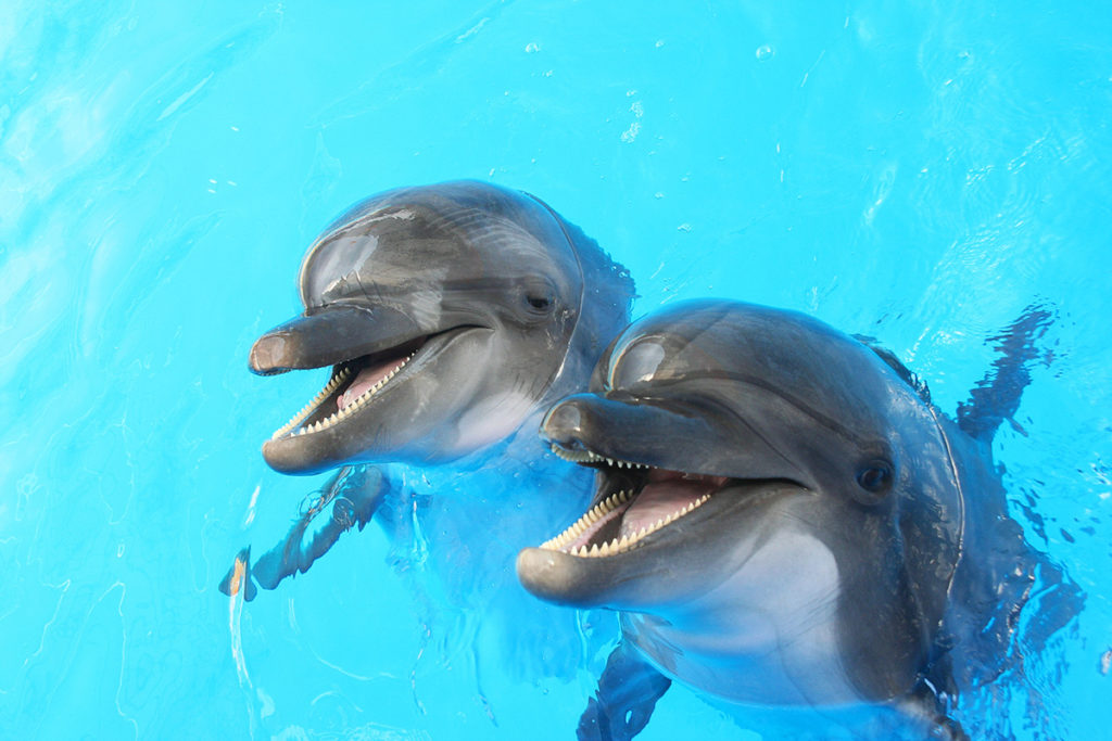 two dolphins with their head sticking out of the water and mouths open