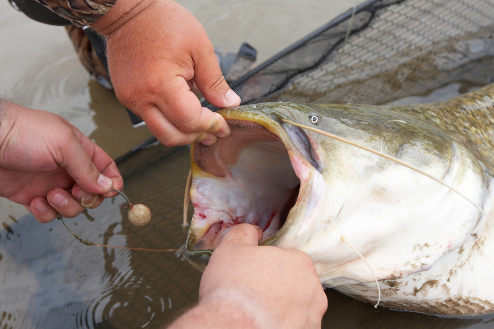 people holding open a fishes mouth