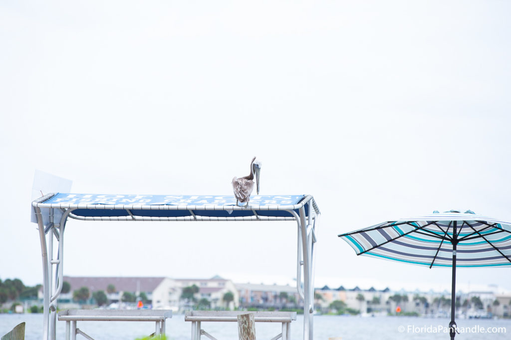 pelican sitting on a boat umbrella 