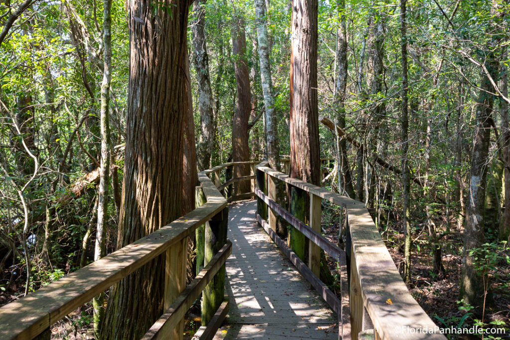 a wooden walkway leading you through a wooded trail with lots of trees in Edward Ball Nature Trail