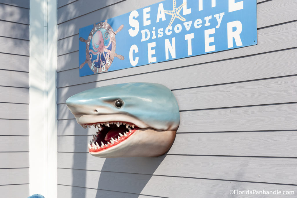 a fake shark head sticking out of the panels of a building at Sea Life Discovery Center in 30A
