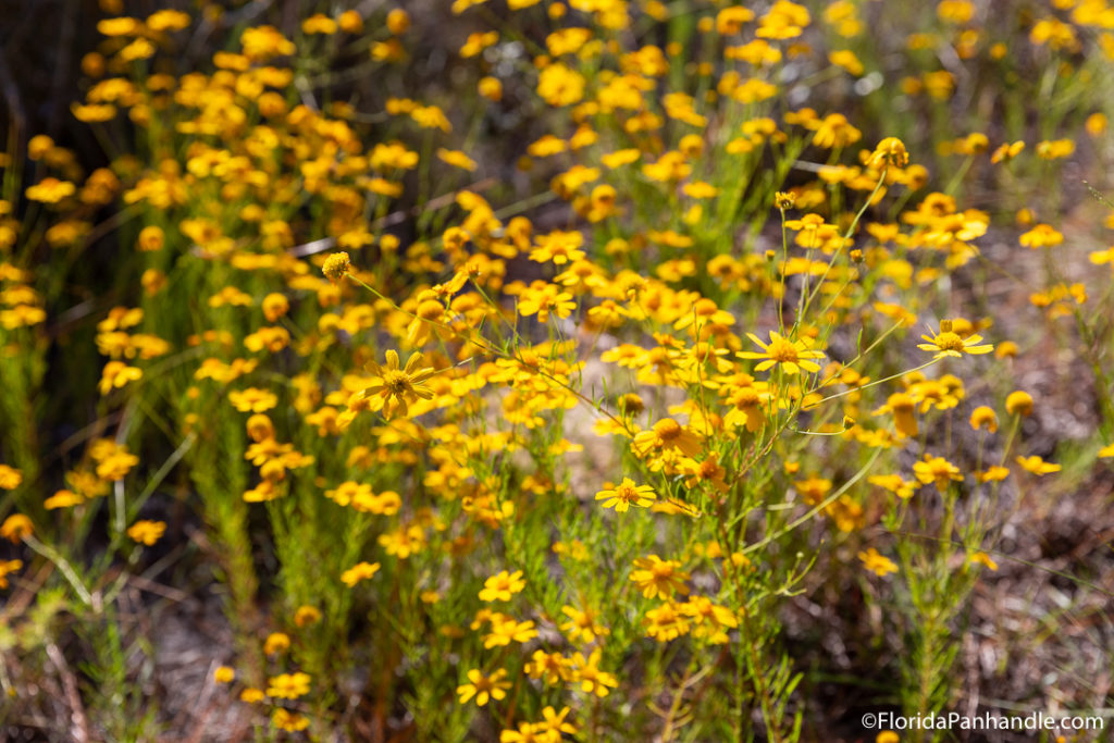 yellow wildflowers at point washington state forest in florida