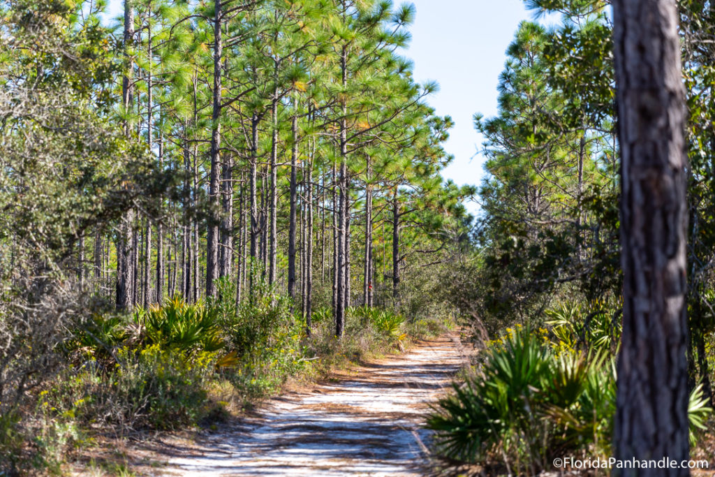 a dirt trail through a wooded forest area