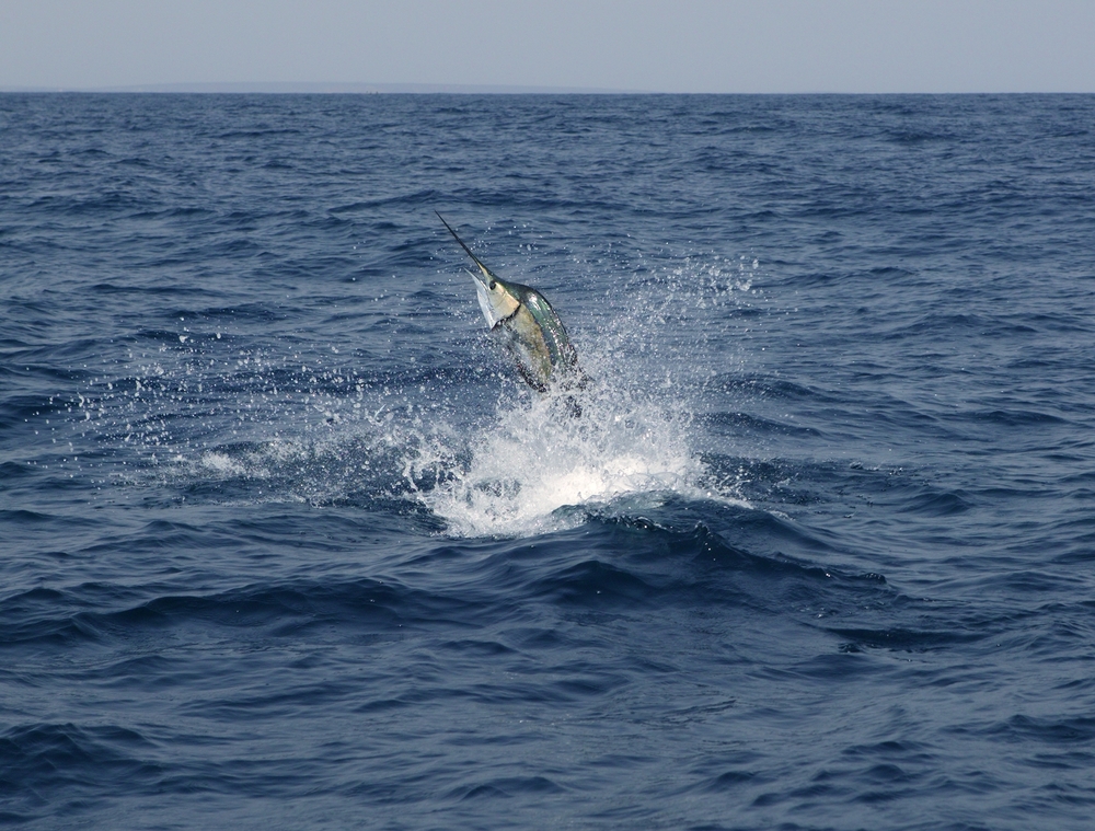 a marlin shooting out of the water 