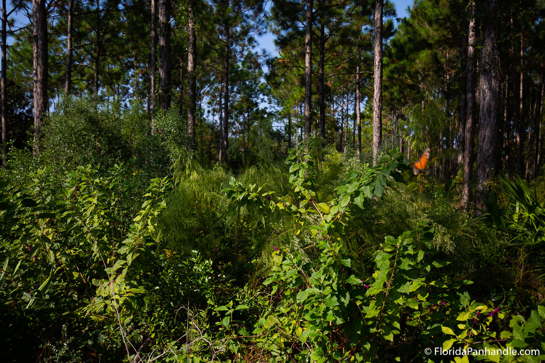 30A Things To Do - Watersound Trail - Original Photo