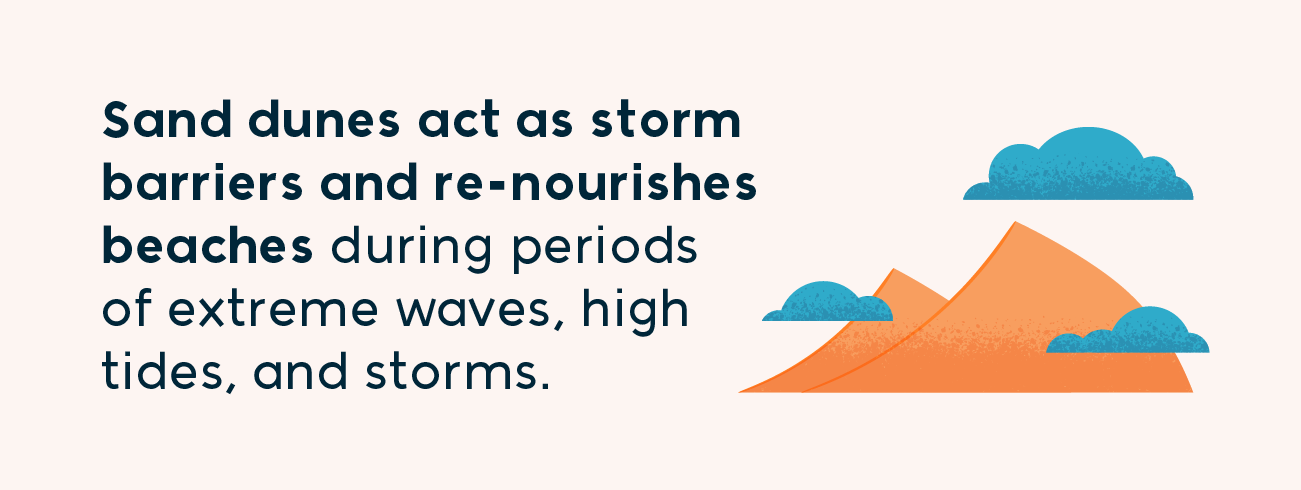 sand dunes act as storm barriers and re-nourishes beaches during periods of extreme waves, high tides, and storms.