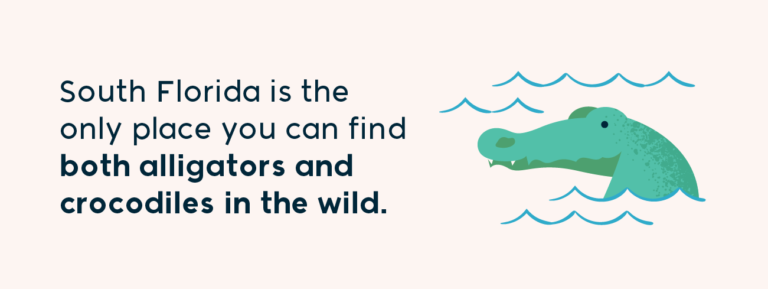 5 FUN FACTS ABOUT FLORIDA FOR STUDENTS visual data 8