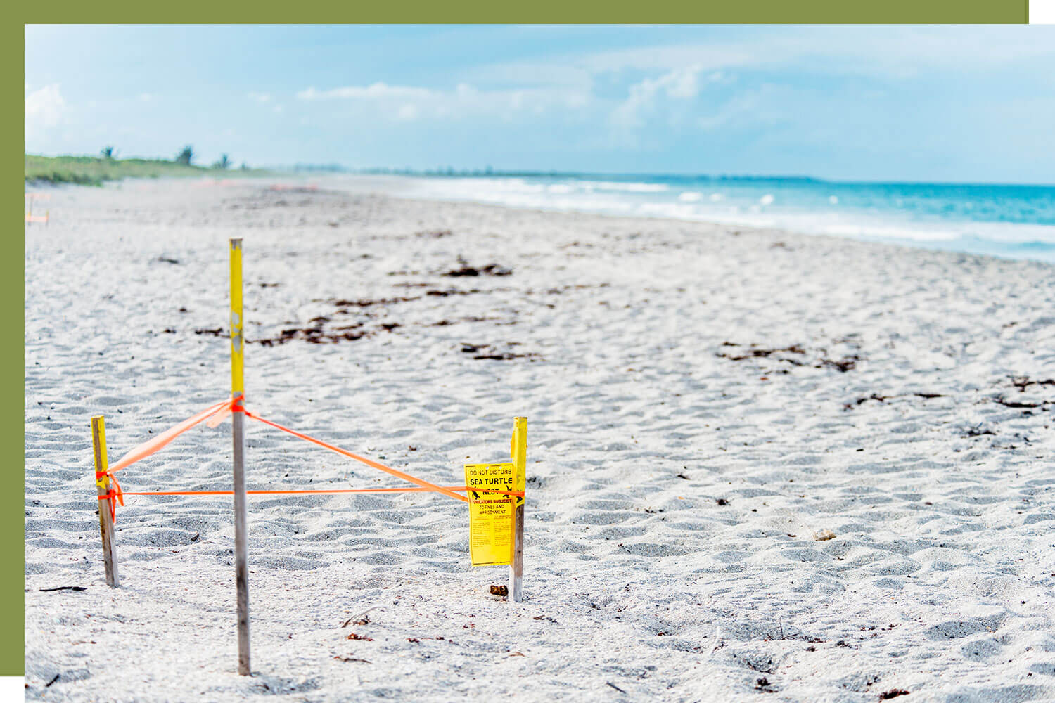 a protected area on the beach for sea turtle eggs