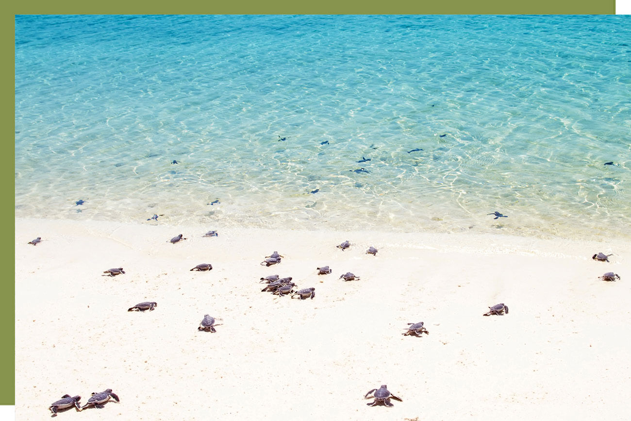 baby turtles going to shore