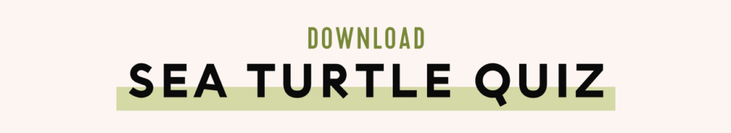 Guide to Sea Turtle Nesting Season + Free Printables