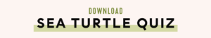 Guide To Sea Turtle Nesting Season + Free Printables