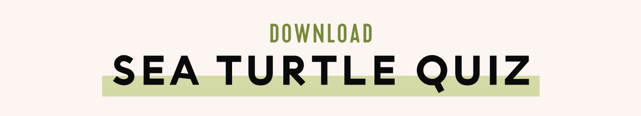 download sea turtle quiz