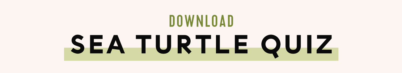 turtle quiz button