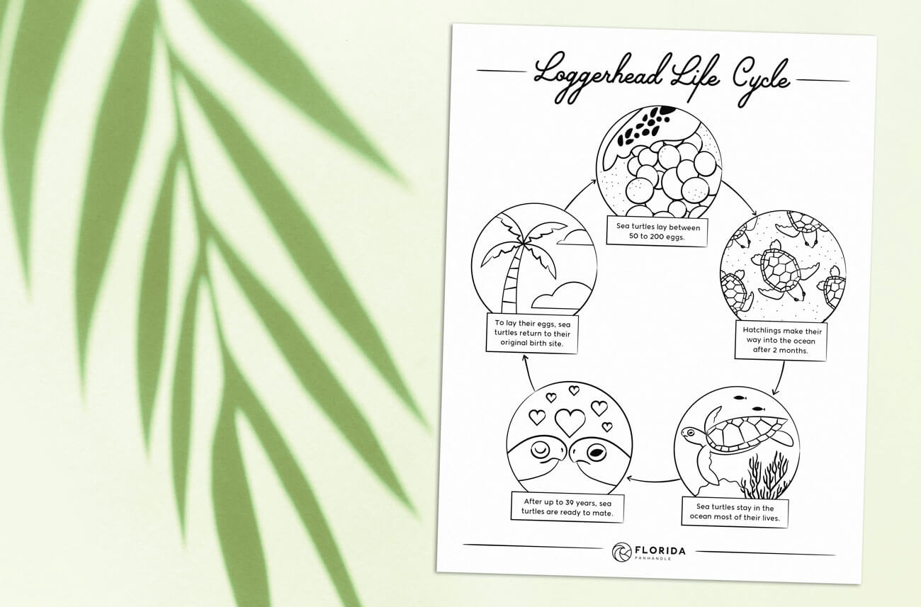 loggerhead life cycle coloring page