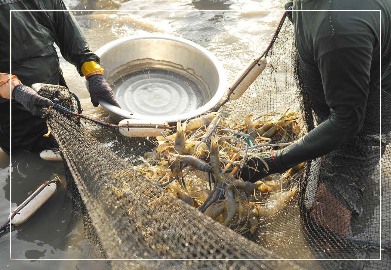 fishermen in knee deep water looking at their catch of shrimp inside fishing net