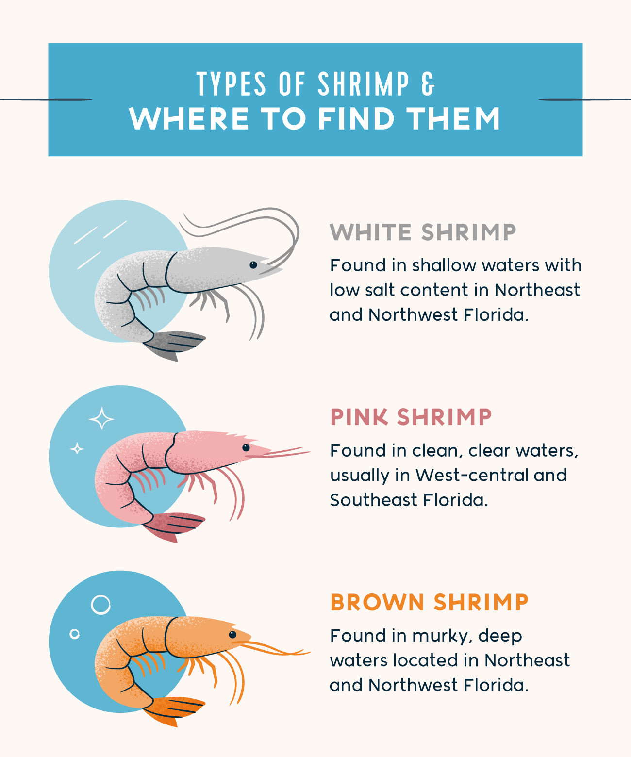 Shrimp baiting -- top 4 tips to success