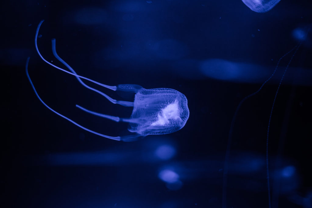 blue glow in the dark looking Box Jellyfish