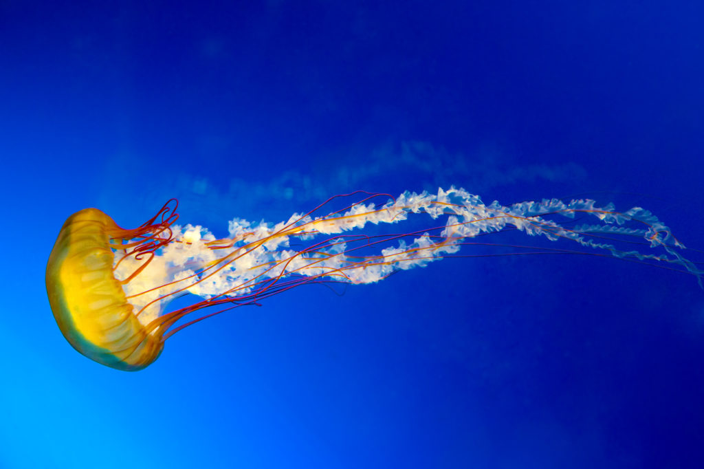 yellow and fiery red Sea Nettle Jellyfish