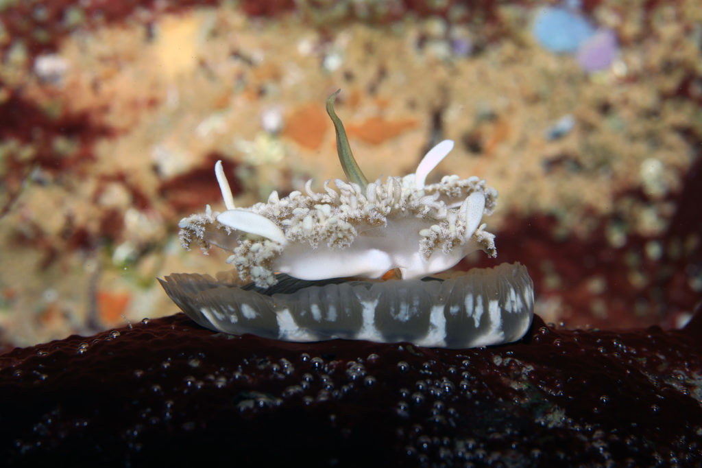 brown and cream colored Upside-down Jellyfish