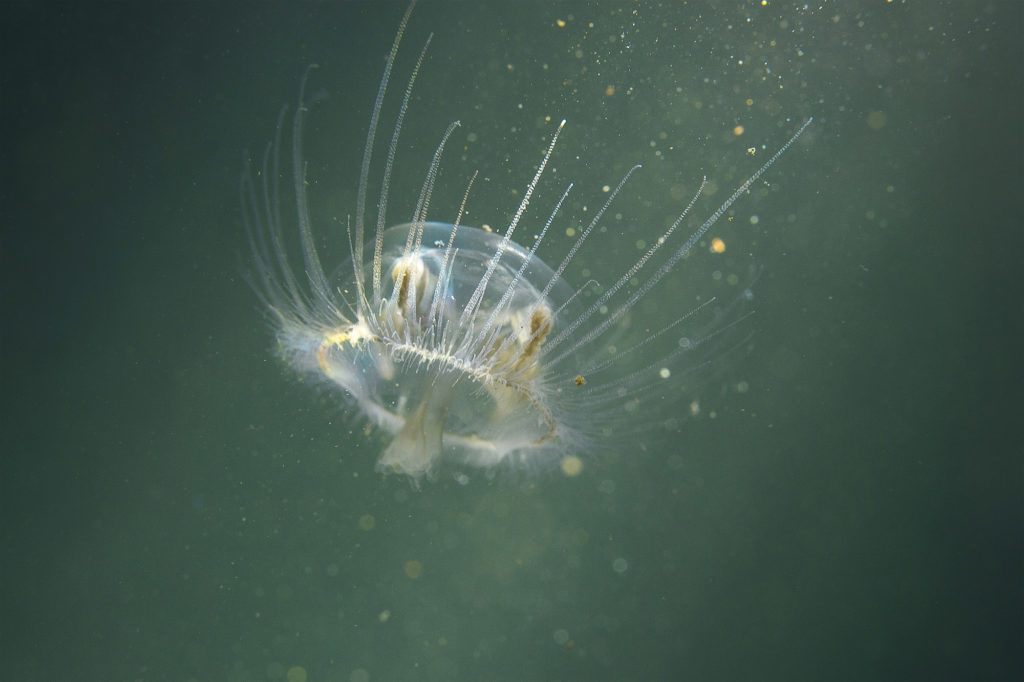 clear rainbow hued Water Jellyfish