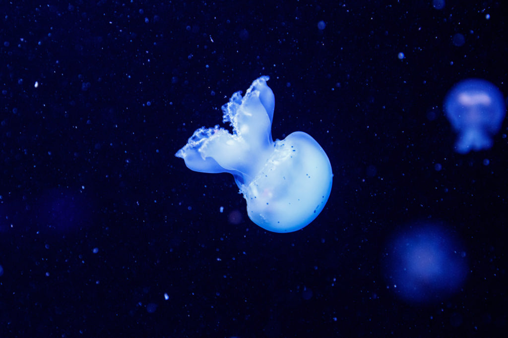 cute tiny baby blue Cannonball Jellyfish