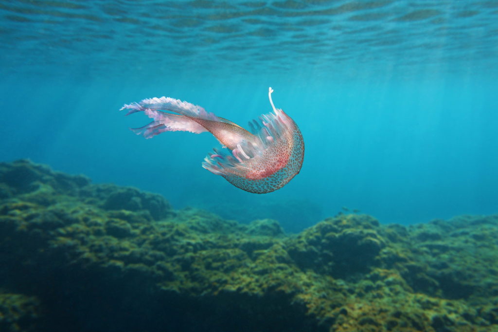 pink spotted see through Muave Stinger Jellyfish