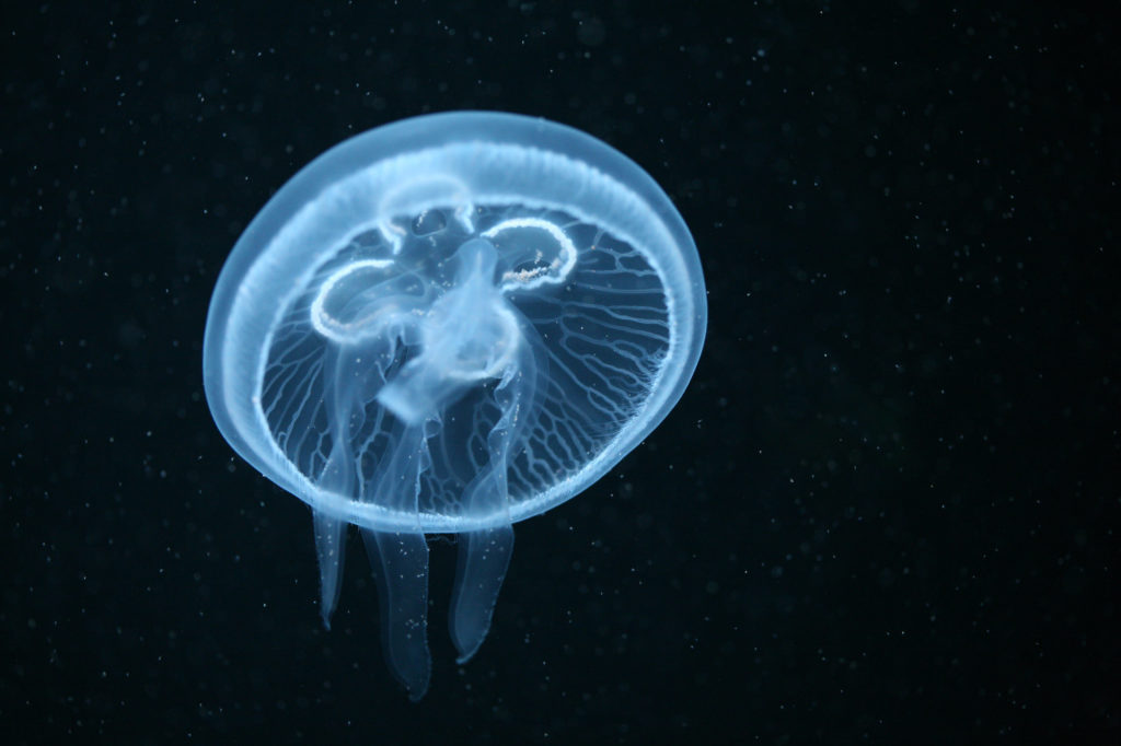 white glow in the dark looking Moon Jellyfish