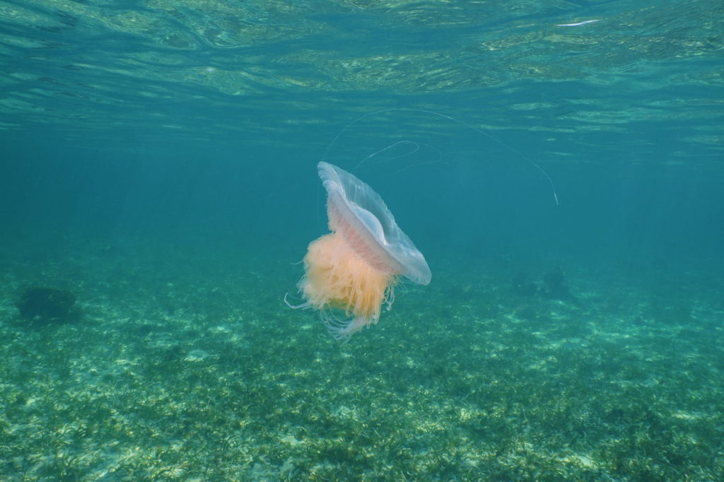 clear image of Pink Meanie Jellyfish