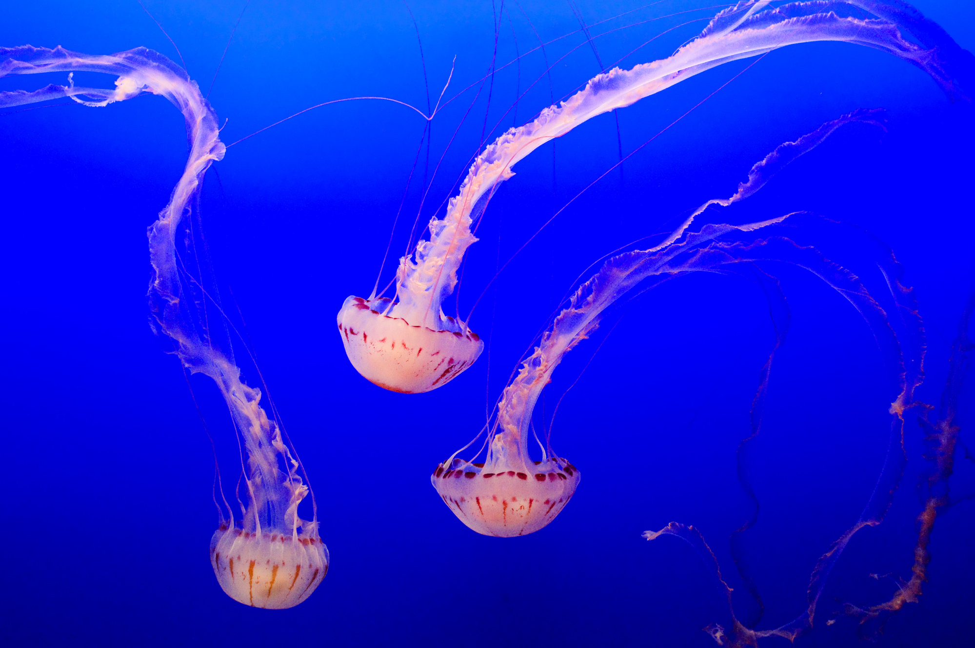 65 Questions Answered About Jellyfish
